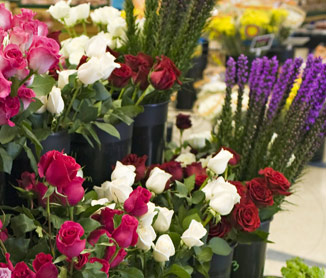 Fresh Cut Flowers At Horrocks Market